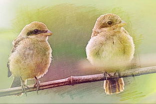 做梦梦见两只鸟类是什么意思 周公解梦 