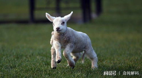 农场新出生一只五条腿的小羊,主人打算把它当宠物来养