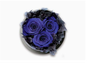 三只蓝玫瑰花语：神秘、承诺与永恒的爱情