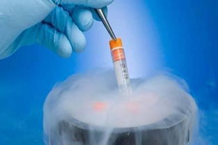 试做管婴儿你需要知道,鲜胚和冻胚有什么区别 那个成功率更高
