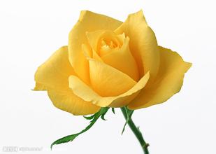 黄玫瑰花代表什么,黄玫瑰的花语意思