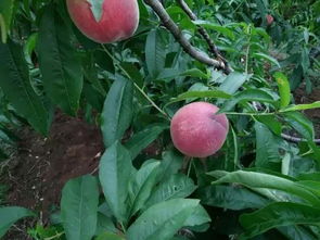 桃胶是什么树,桃胶，美容养颜的天然瑰宝