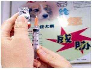 北京一初中生打狂犬疫苗后运动猝死 学校赔偿近百万是怎么回事 