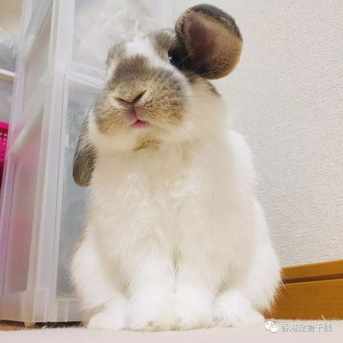 垂耳兔的耳朵怎么还不下垂呢