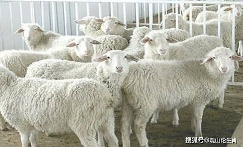 生肖羊穿什么衣服最 聚财 属羊人12月财运回暖,准备迎接大财