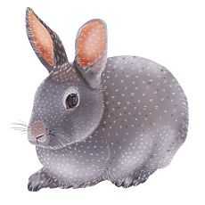 大耳朵兔子图片素材 大耳朵兔子图片素材下载 大耳朵兔子背景素材 大耳朵兔子模板下载 我图网 