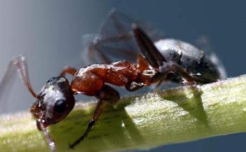 蚂蚁从高空坠落会摔死吗 外国人用高速摄像机记录实验全过程