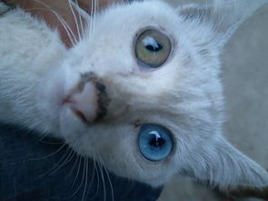猫眼睛是蓝色的 