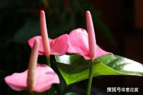 粉掌花语及象征,粉掌寓意什么