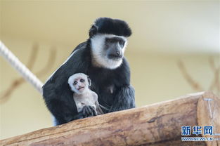 东非黑白疣猴 