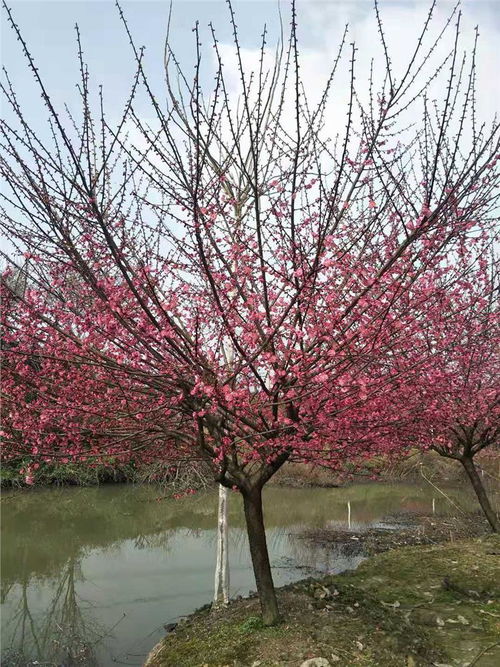 红梅树适合哪个地区种,上海地区红梅树能种吗？