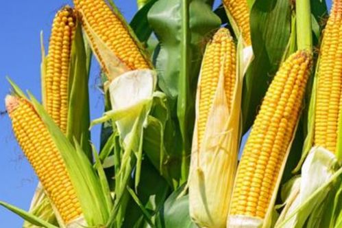 新鲜玉米如何保存最新鲜,选择最佳的玉米
