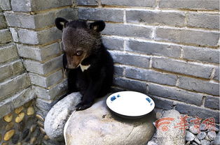 村民山中庆生捡到小黑熊 喝奶爬窗萌萌哒 