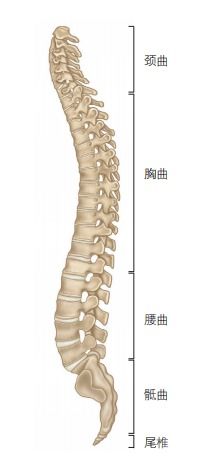 如何缓解因久坐导致的腰背部肌肉酸痛 秘诀竟然是...