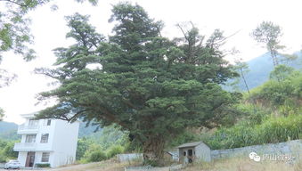 江西万杉村罗汉松,罗汉松树的经济价值及种植技术