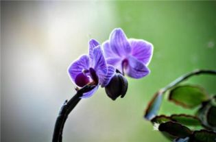 紫兰花语???,紫兰花语是什么？
