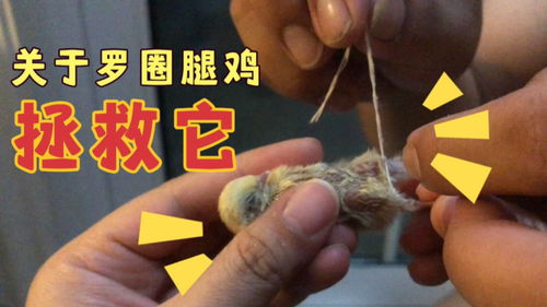 网友推荐的八字绑腿法不知道是否能拯救这只罗圈腿芦丁鸡,希望它能站起来 