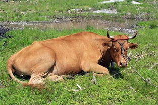 母牛生产第一胎需要多少时间 