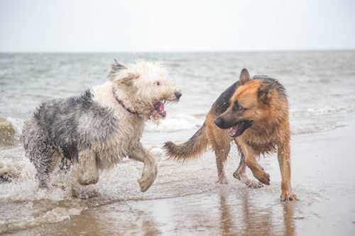 英国古代牧羊犬原创图片 英国古代牧羊犬正版素材 红动中国 