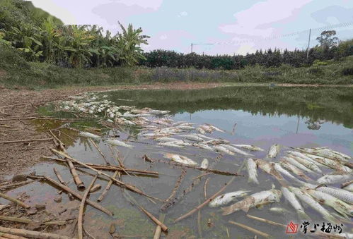 酿刮杀 白渡一鱼塘疑遭投毒,约1800尾鱼儿集体死亡