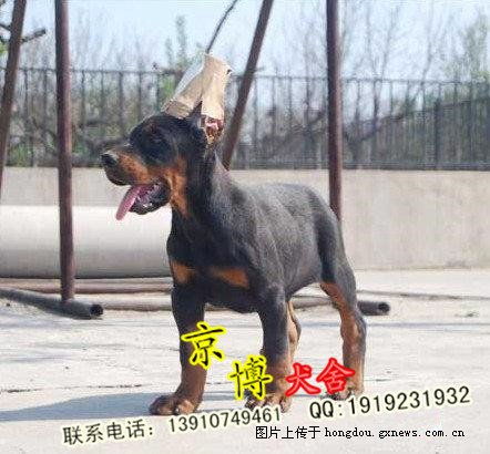 北京纯种德系杜宾犬 北京纯种杜宾价格 纯种杜宾多少钱 