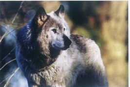 北美白狼图片,北美白狼:西部精神的象征