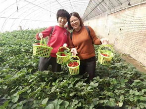 北京这家草莓采摘园超火,亲自采摘品尝后就知道果然名不虚传