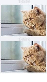 猫的寂寞图片素材 猫的寂寞图片素材下载 猫的寂寞背景素材 猫的寂寞模板下载 我图网 