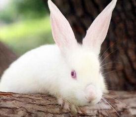 梦见白兔子生了一群小白兔子(梦见生了一对小白兔)