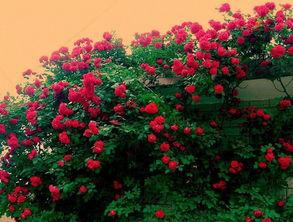 红花绿叶,共舞春光:一场自然与爱情的绝美交响曲