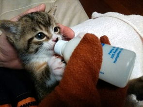 宠物趣闻 刚出生小猫吃奶吗 