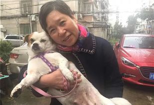 杨浦这个小区的流浪狗 逆袭 背后的故事很暖心