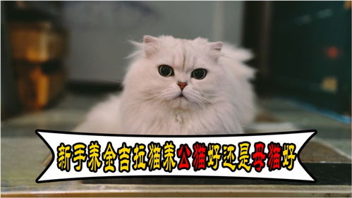 金吉拉公猫和母猫有什么区别 