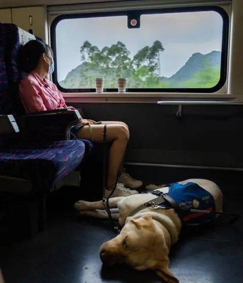 20岁女孩带着狗乘坐高铁,工作人员没有拒绝,还帮忙照顾