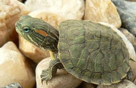 巴西龟可以干养吗 巴西龟干养还是湿养