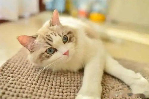 最受欢迎的高贵仙女喵 布偶猫,史上最全颜色和性格解读