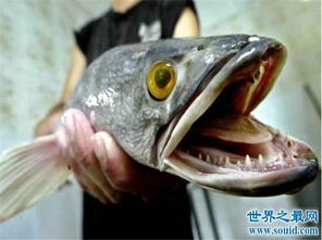 十大恐怖怪鱼,全球十大最恐怖“恶魔鱼”叫什么?