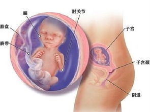 怀孕八个月胎儿图，怀孕8个月胎儿图