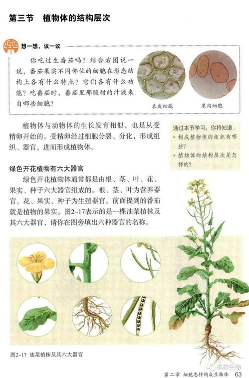 七年级上册生物小报 搜狗图片搜索