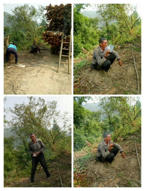 一个60多岁的老头还在山上砍树为生,每天干累了坐下来就一杆烟枪一支碑酒休息,感觉好无奈 