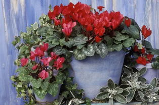 在秋天买盆仙客来盆栽,冬春时节不断开花,有方法延长它的花期