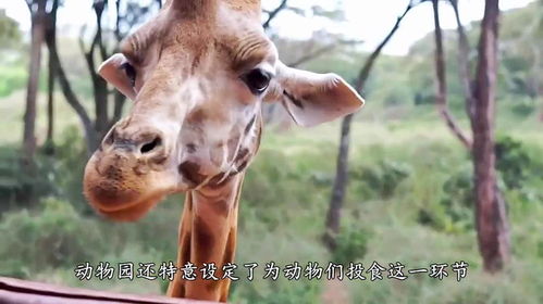 男子给狮子喂食,狮子的眼神却不太一样,直勾勾的盯着男子