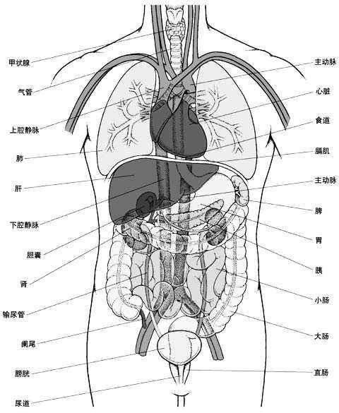 右边是什么器官 