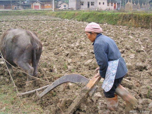 农村土地确权后,我们意识到了什么