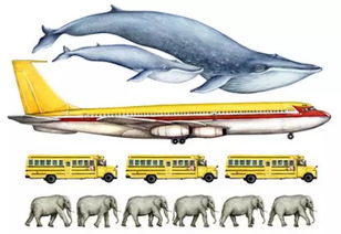 科普 关于世界上最大的动物蓝鲸的11个真相 