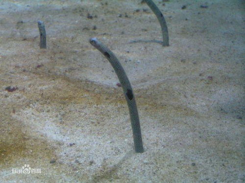 长在海里象蚯蚓一样的虫,站在土里的,是什么海洋生物 
