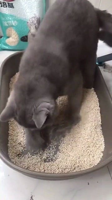 当猫猫换了新的猫砂盆 