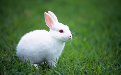 兔子只吃胡萝卜吗,兔子喜欢吃的食物和它的习性