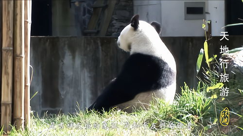 四川卧龙旅游,四川卧龙：熊猫之乡的自然与文化魅力