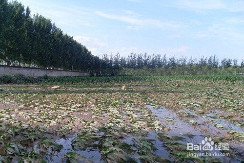 野猪吃庄稼怎么办 